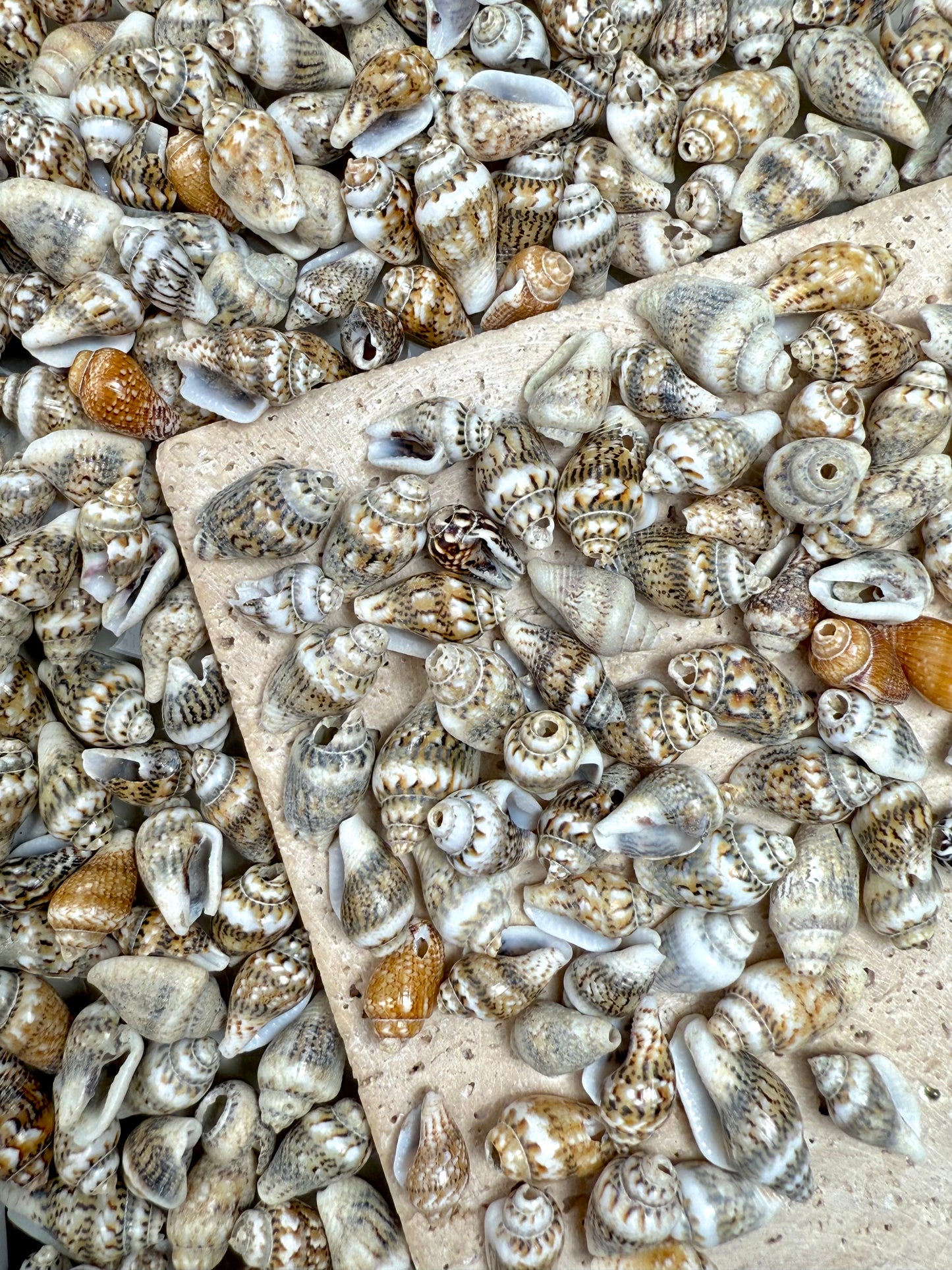 【Pearly Shell】 shell bead and buttons