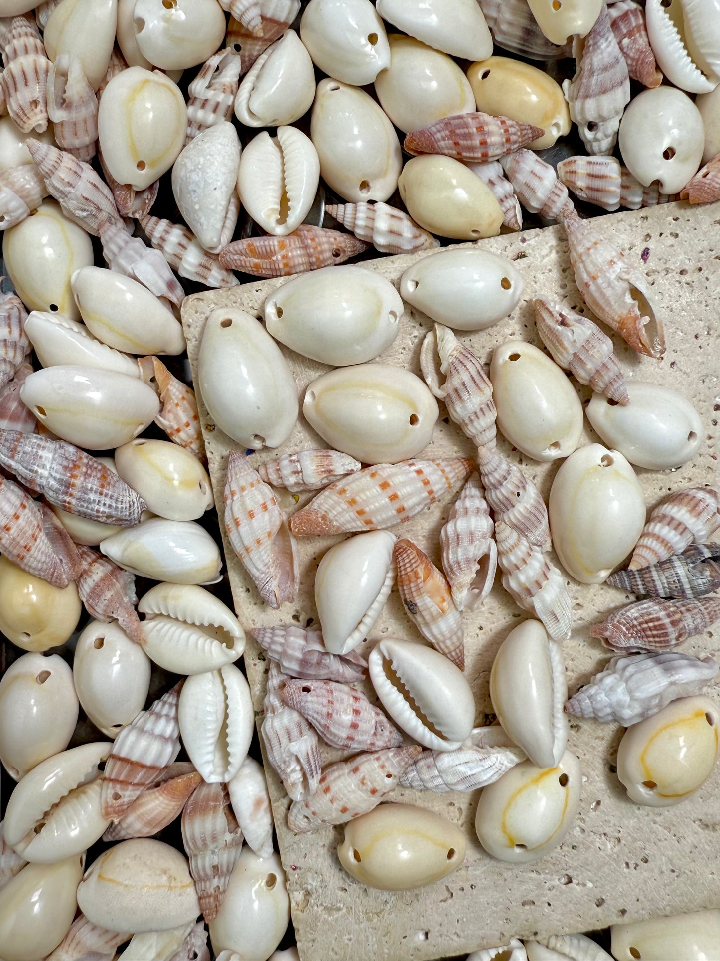 【Pearly Shell】 shell bead and buttons