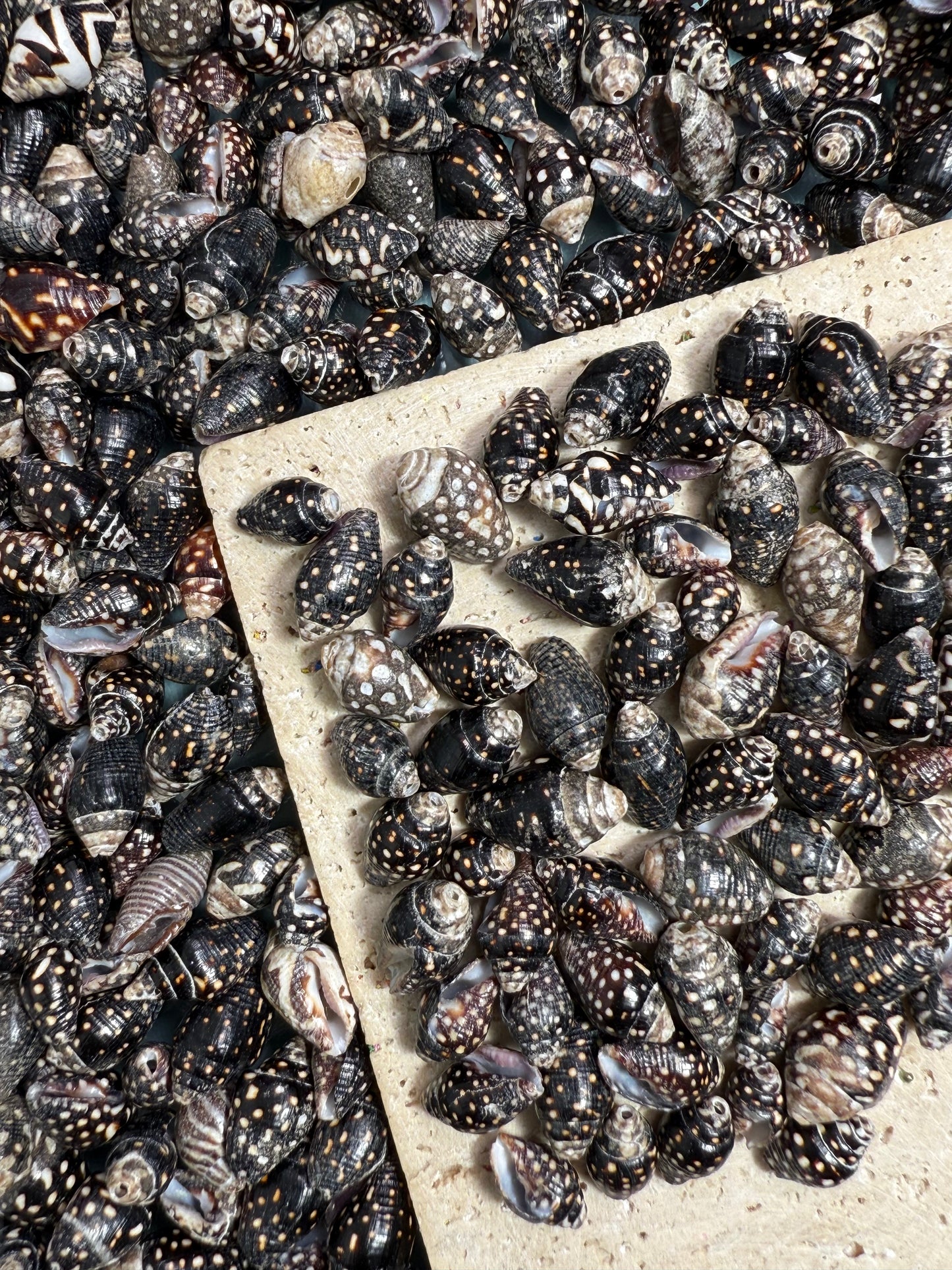 【Pearly Shell】 shell bead and buttons